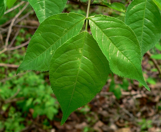 {Staphylea trifolia}